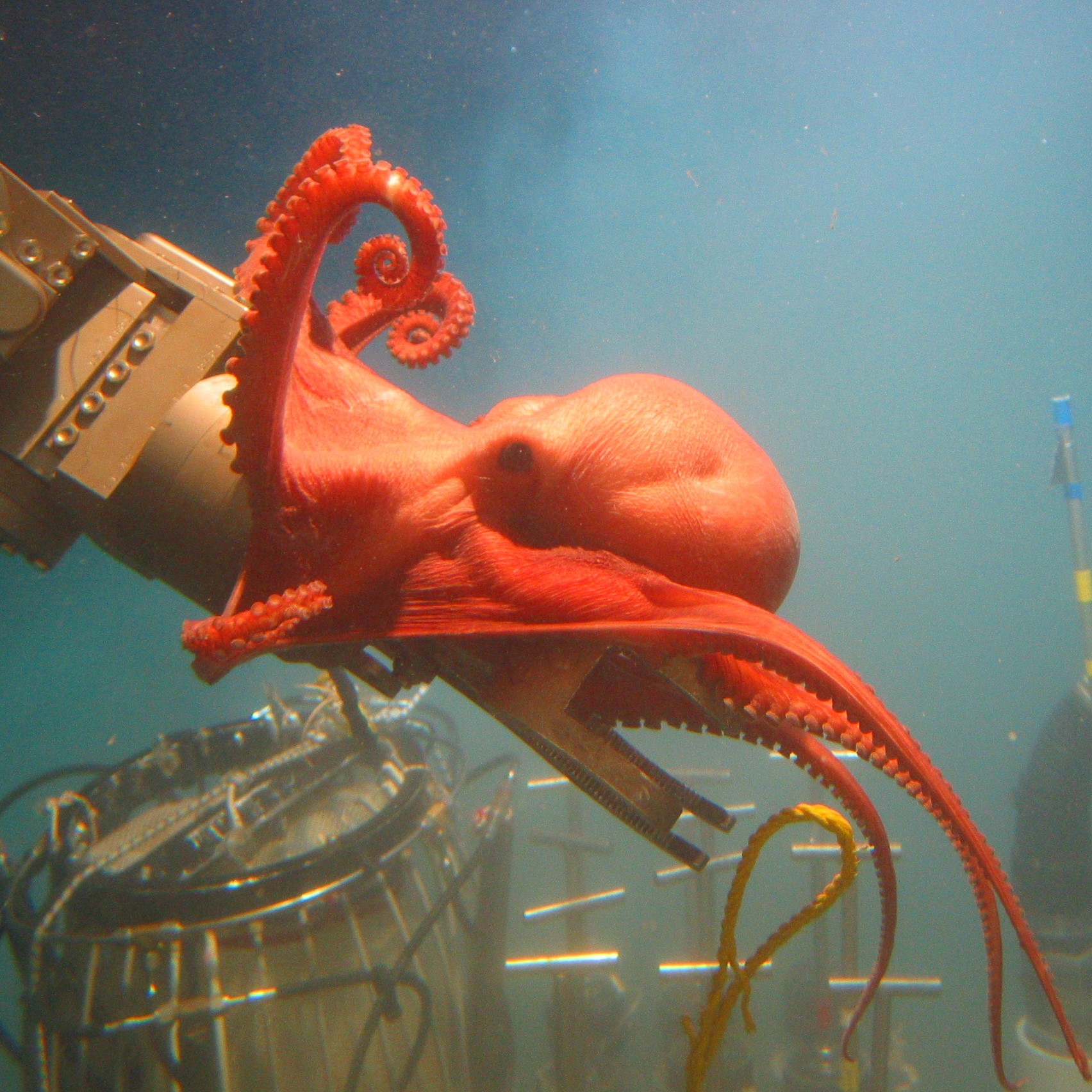 NOAA海洋探险家:2006年远征到深坡日志