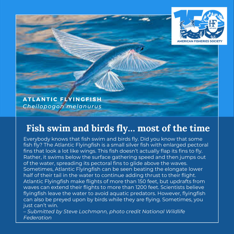 150条鱼大西洋Flyingfish (1)