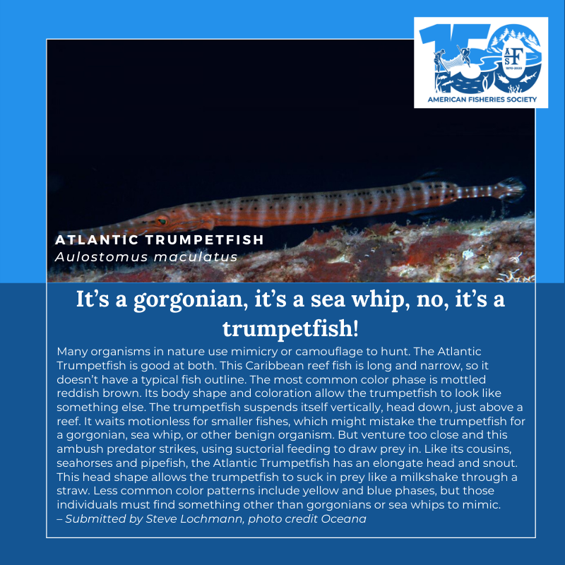 150条鱼大西洋Trumpetfish