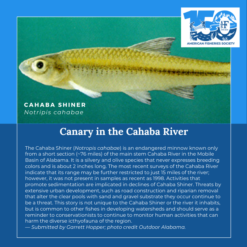 150条鱼Cahaba杰出的人物
