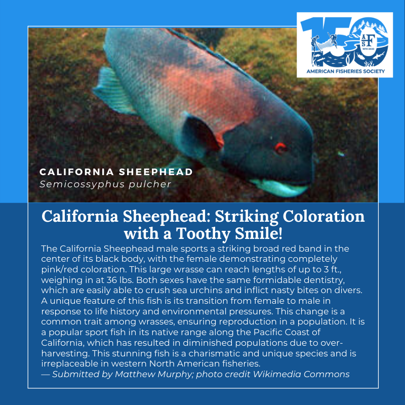 150Fish加利福尼亚羊头