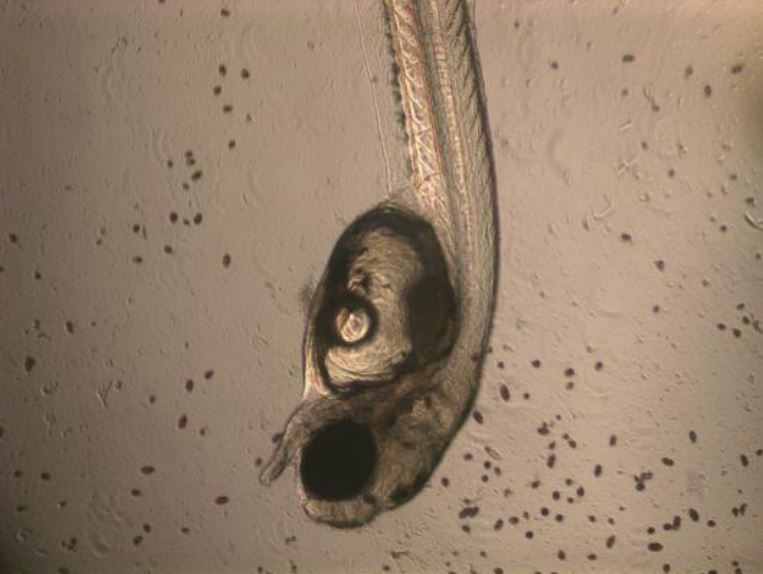 内陆银蕨(Menidia beryllina)刺胚胎暴露于HAB物种Cochlodinium polykrikoides(照片中的小点，图片来源K.J. Rountous)。